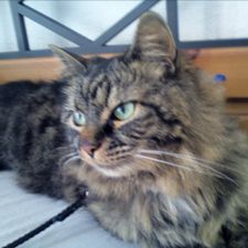 Profile image of Chico_Bo