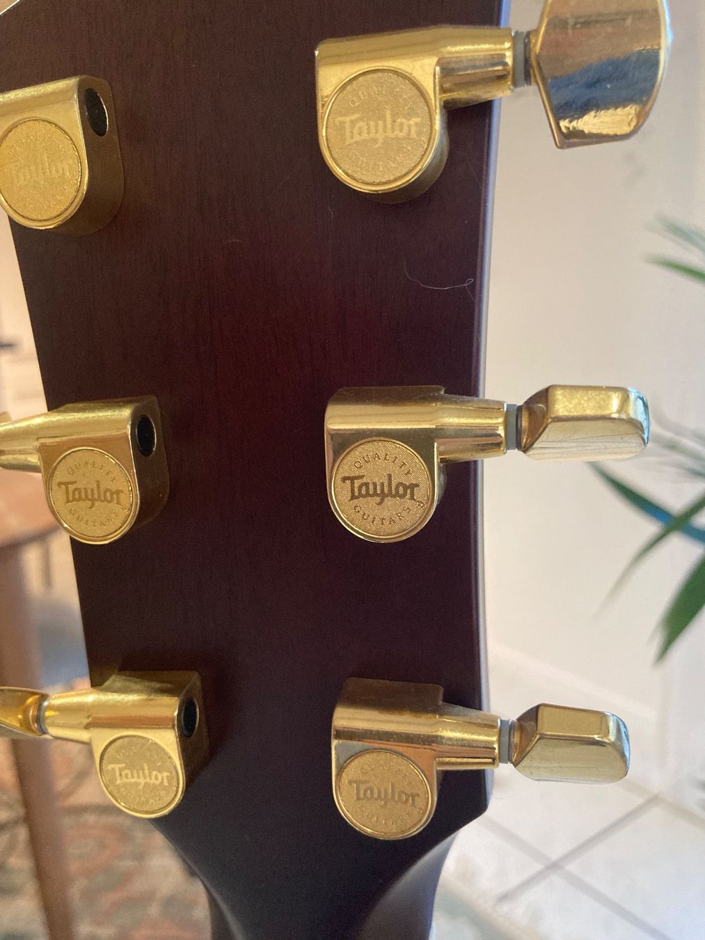 Taylor Strumenti musicali: Wunderschöne Taylor Gitarre – Usato da Brüttisellen venduto da Passenger01 5
