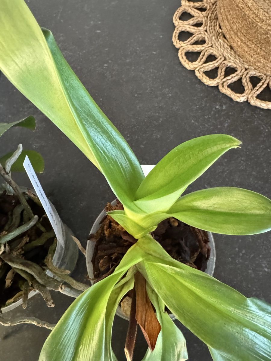 Pflanzen & Samen: Orchideen - Sammlung abzugeben – Gebraucht aus Teufen AR von Muffin97 8