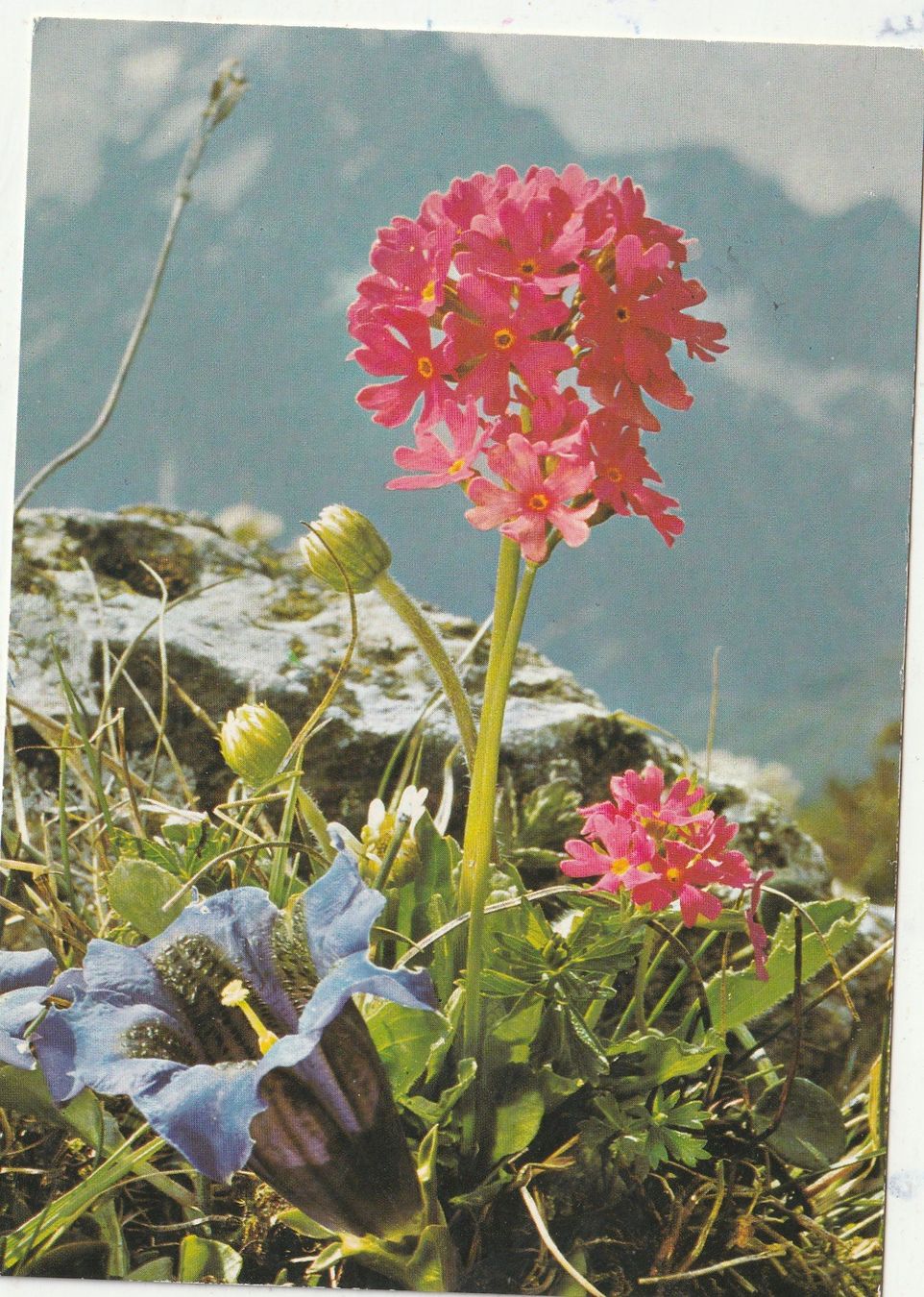 Cartoline postali: Blumenkarte – Usato da Lumbrein venduto da made02