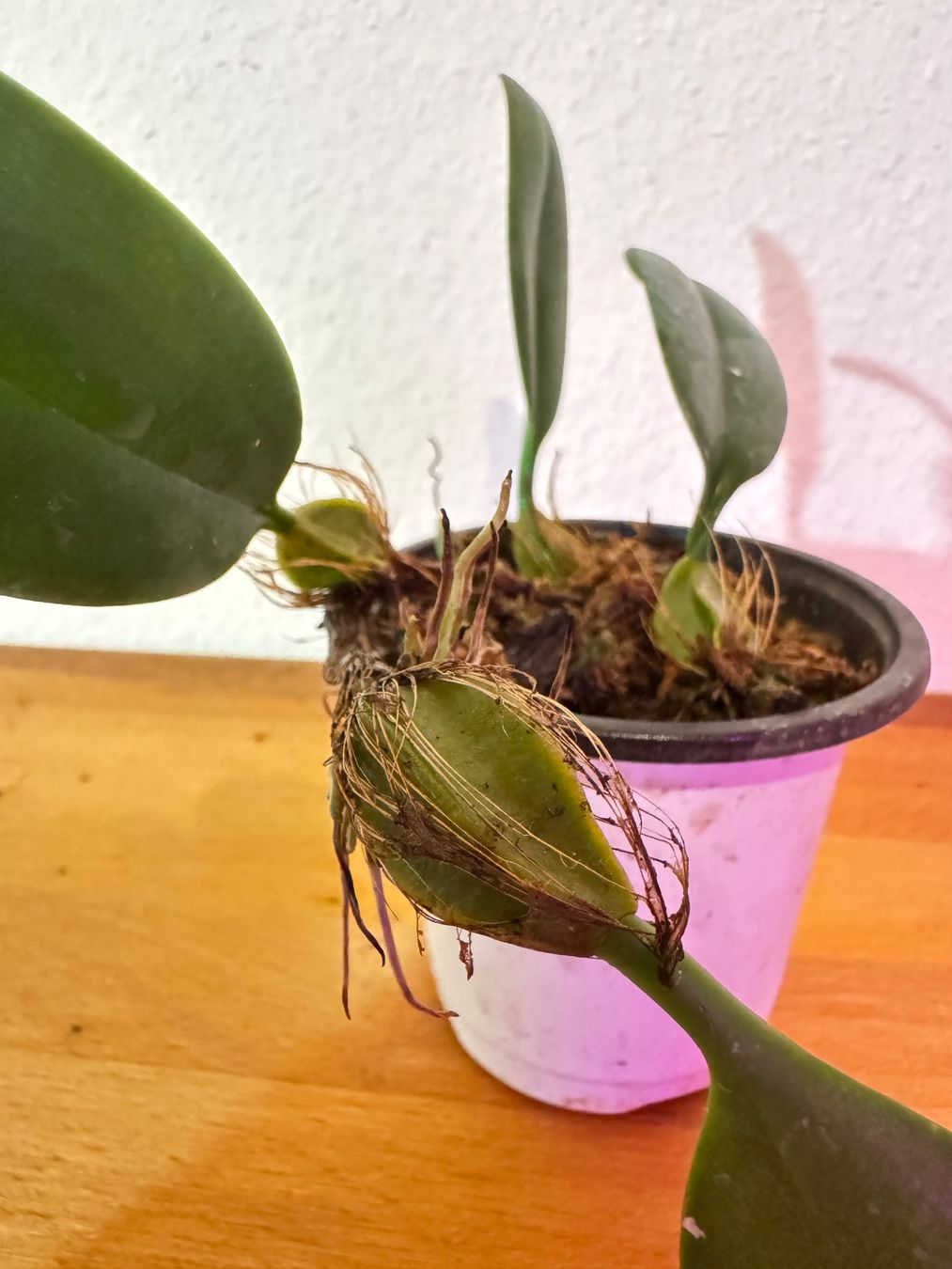 Plantes & graines: Bulbophyllum weberi – D'occasion à Männedorf par mrclst 5