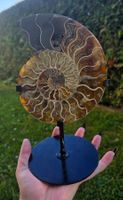 ✨🐚 Ammonit auf Stand in warmen Brauntönen 🐚✨