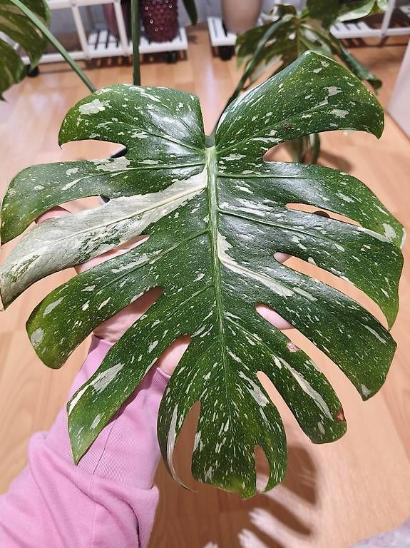 Piante & sementi: Monstera thai constellation – Usato da Kaisten venduto da lys_zzy8 1