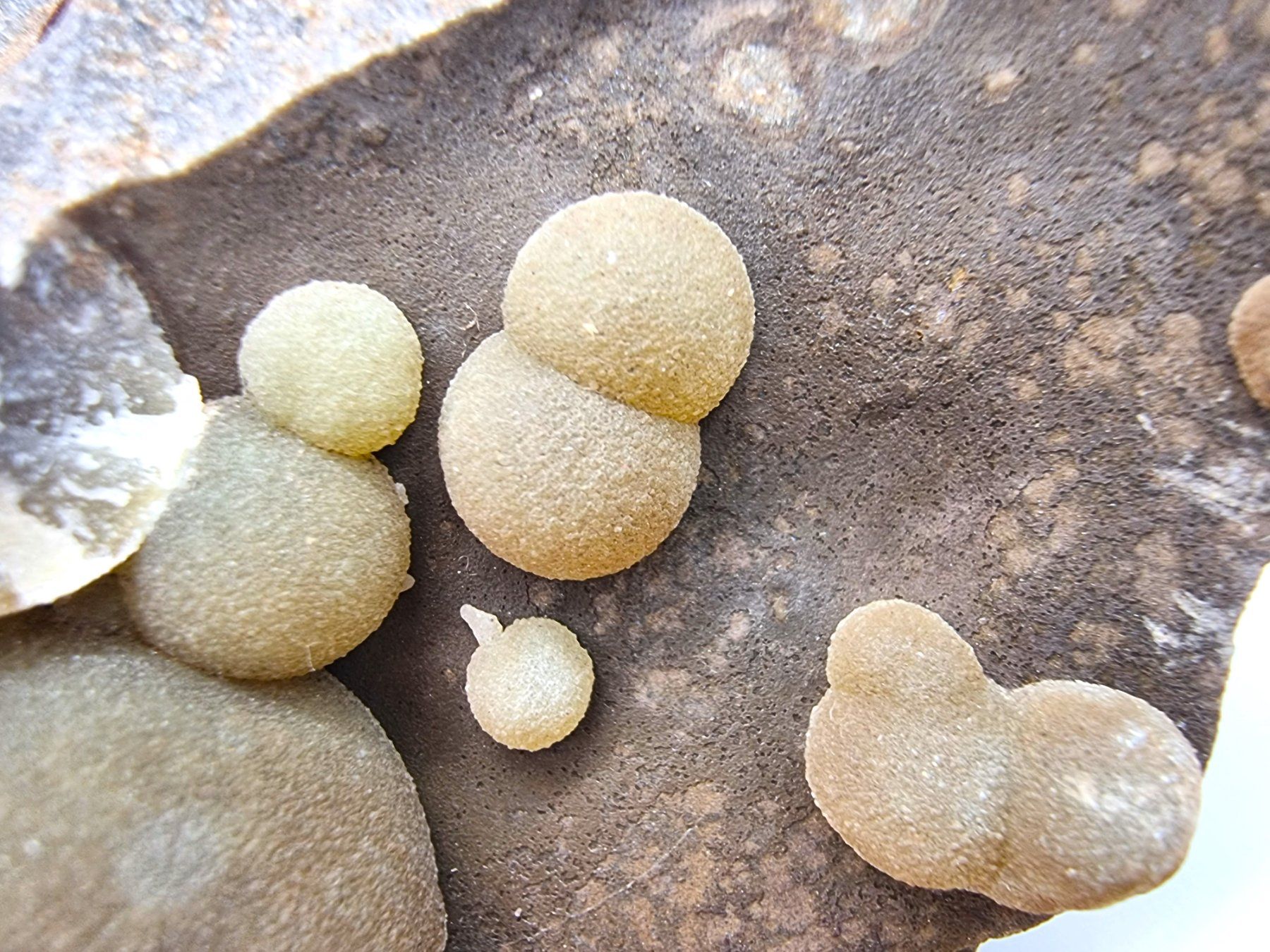 Mineralien & Heilsteine: Calcite on basalt , Viterbo Province, Italy – Gebraucht aus Figino von minshop 2