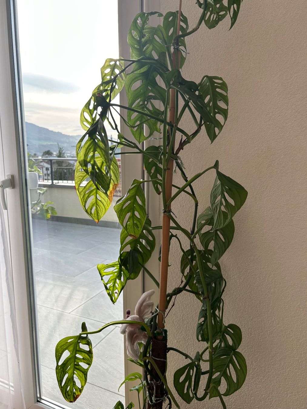 Pflanzen & Samen: Monstera Monkey Leaf Ableger – Neu (gemäss Beschreibung) aus jona von coo_772s