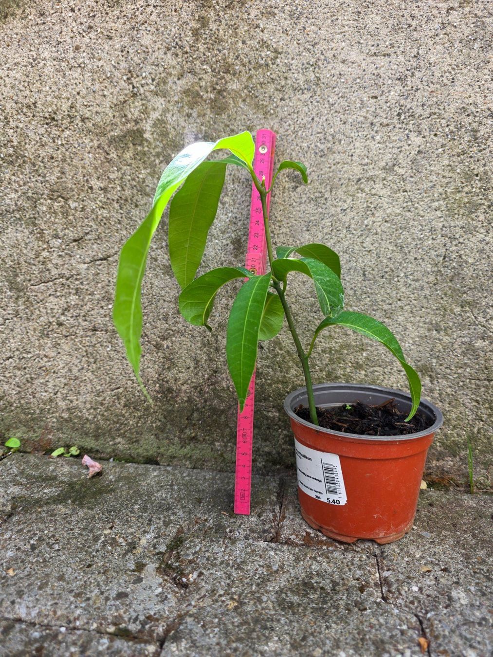 Pflanzen & Samen: Mango Baum Sämling – Neu (gemäss Beschreibung) aus Thalheim von silvara01 4