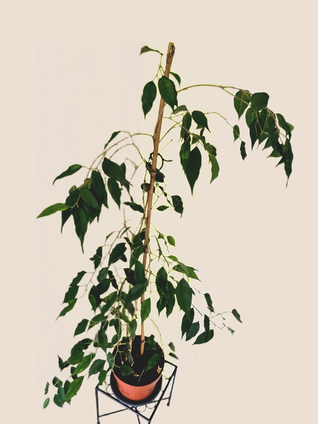 Piante & sementi: Ficus Benjamini Zimmerpflanze  – Usato da Aarburg venduto da Glitzerzauber 2