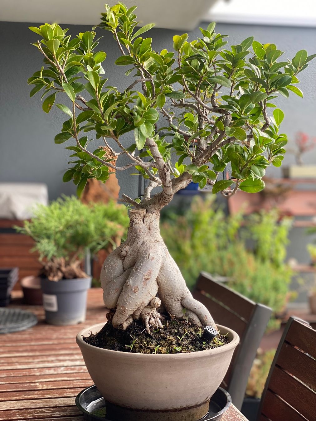 Piante & sementi: Ficus – Usato da Aarau Rohr venduto da Sergiomendez 4