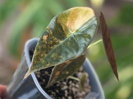 Alocasia Sedenii Aurea