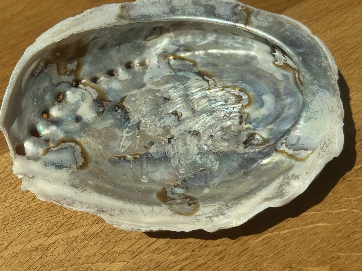 Fossilien: grosse Abalone Muschel -   Naturperlmutter – Neu (gemäss Beschreibung) aus Gurmels von topsommer 1