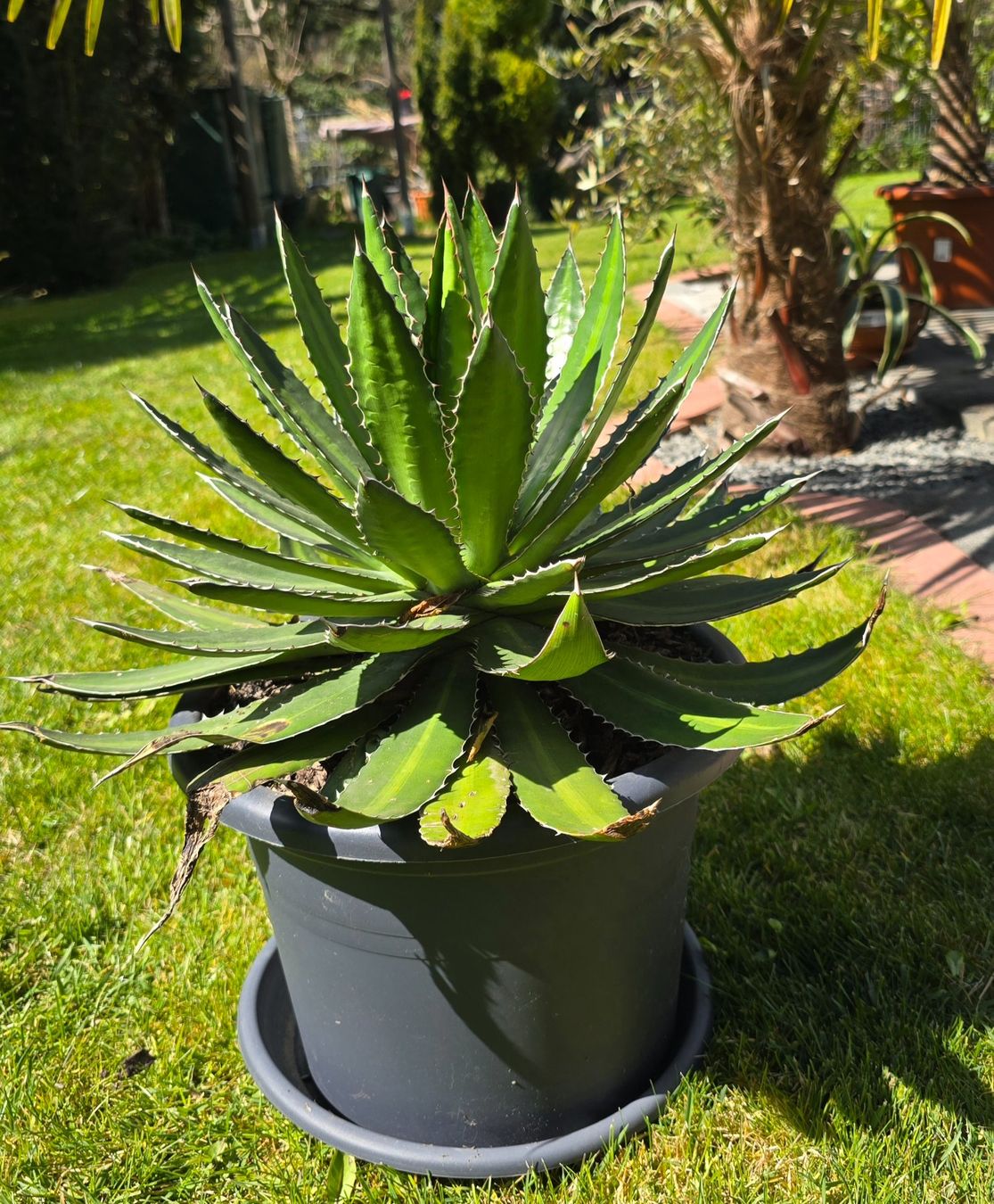Piante & sementi: Schöne Agave – Nuovo (secondo la descrizione) da Aarburg venduto da popkorn65 3