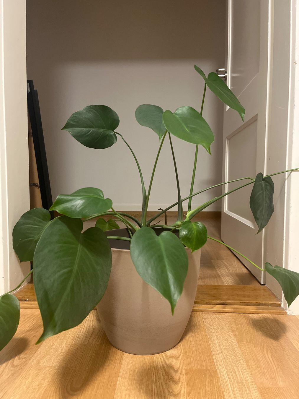 Grosse, gesunde Monstera Zimmerpflanze im Topf, grn! (Gebraucht) in Zrich  fr CHF 20  nur Abholung auf Ricardo kaufen