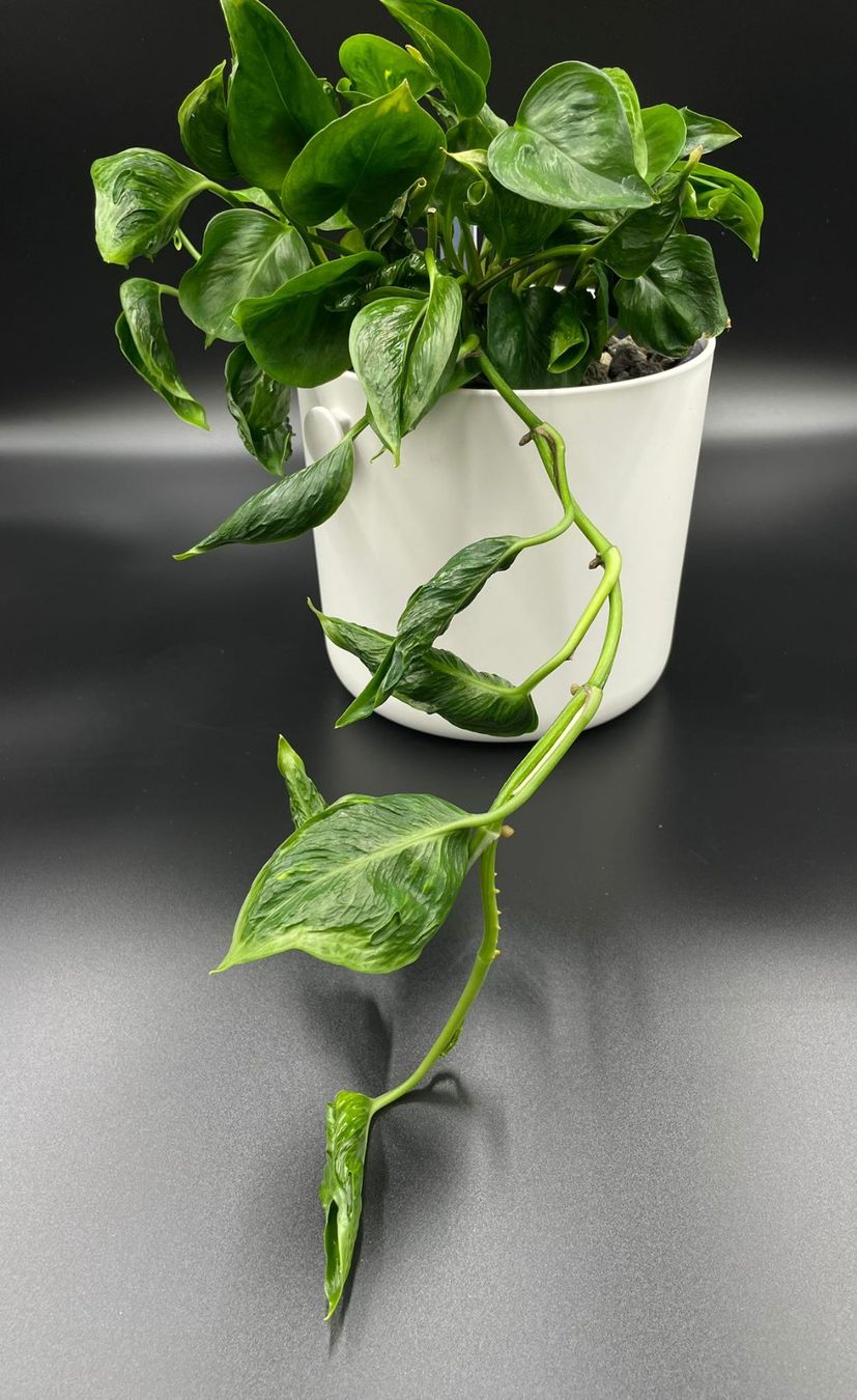 Piante & sementi: Epipremnum aureum 'Teruno Shangri-La' – Nuovo (secondo la descrizione) da Bühler venduto da googelibear
