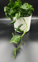 Epipremnum aureum 'Teruno Shangri-La'