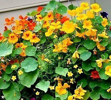 10 Samen Kapuzinerkresse MIX “TROPOAEOLUM MAJUS” 10 Graines Kaufen