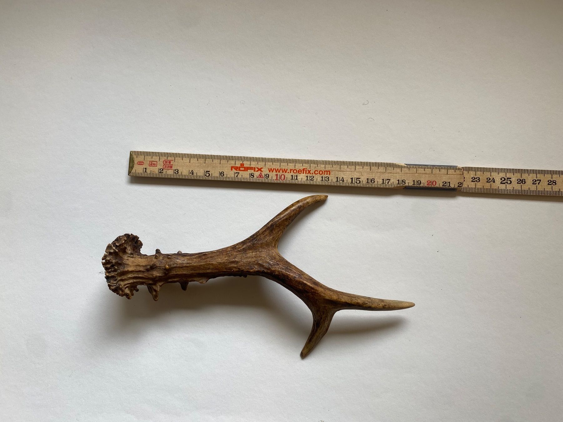 Welt der Tiere: Rehbock Geweih – Gebraucht aus Winterthur von Winterthurer123 1