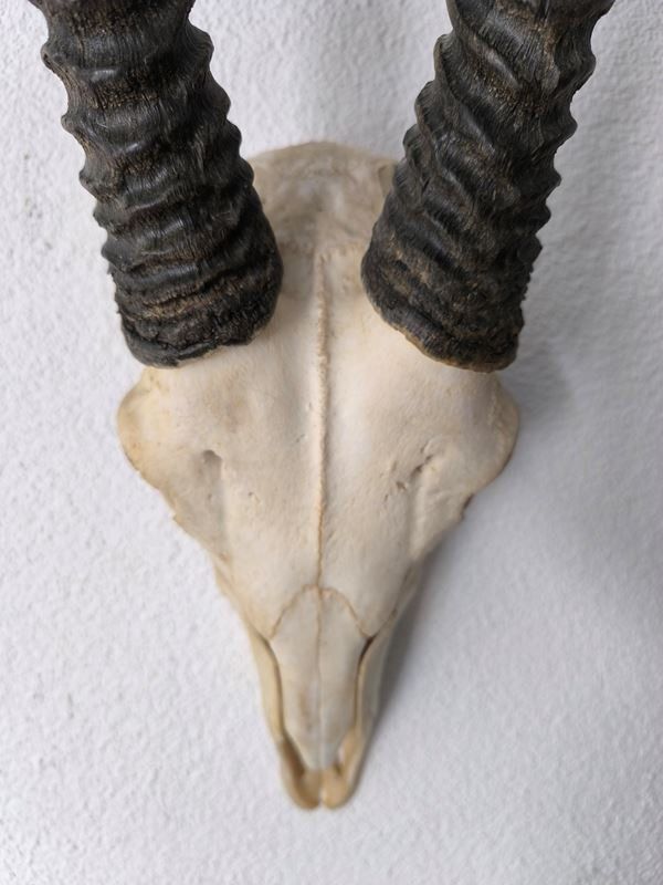 Autres collections & raretés: echten Schädel einer Oryx Antilope – D'occasion à Rüti ZH par Restwert_Rueti_ZH 4