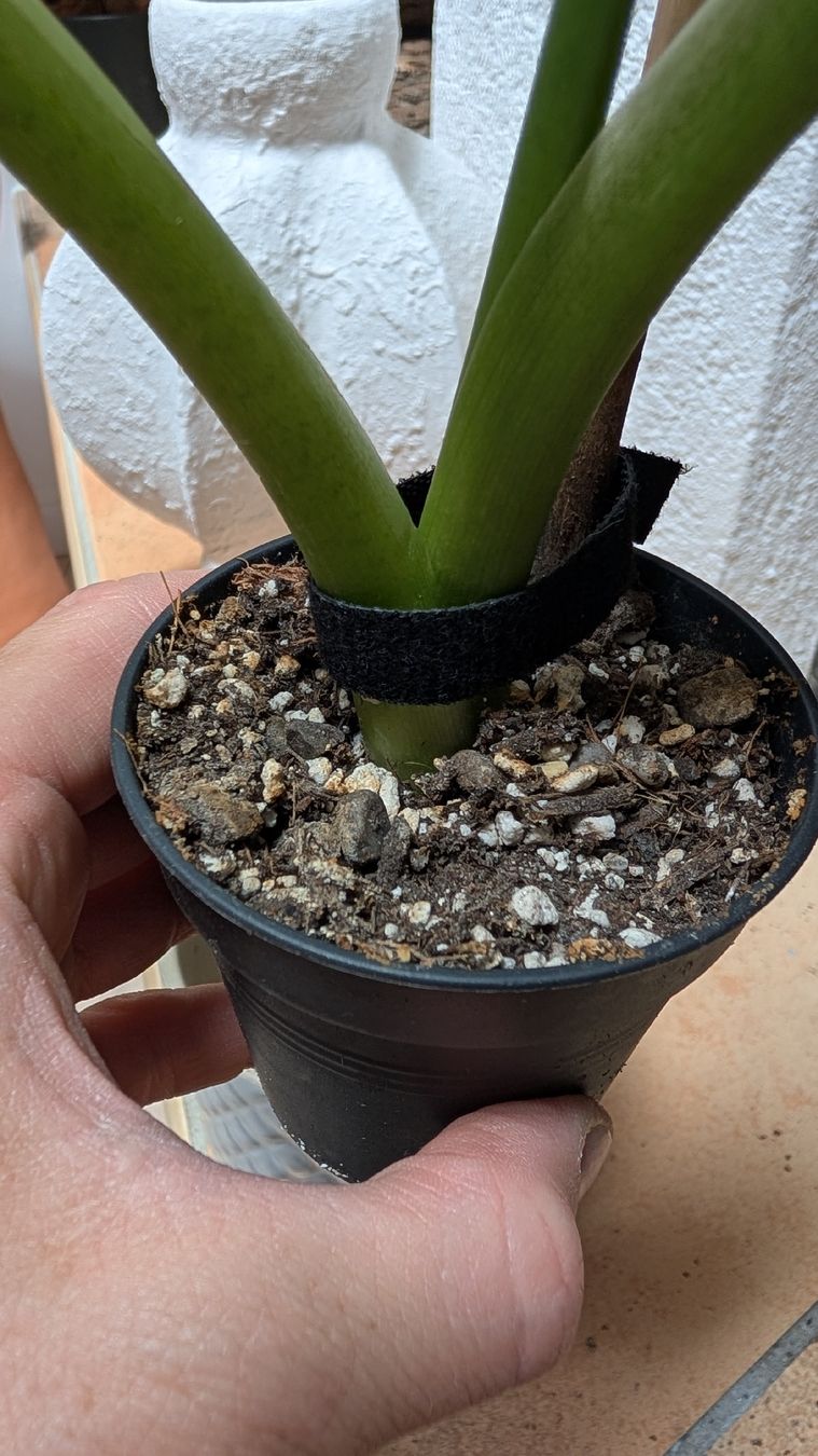 Piante & sementi: Pianta Alocasia elephant ears 30cm – Nuovo (secondo la descrizione) da Monnaz venduto da dan_9287 1