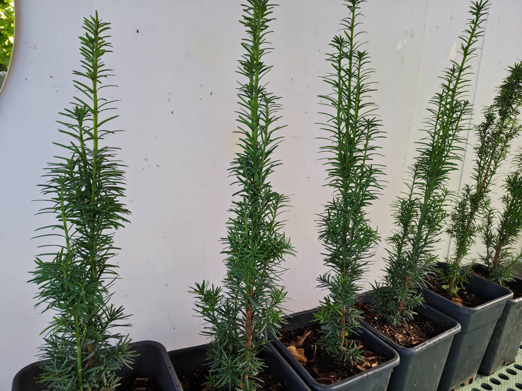 Piante & sementi: Eibe Taxus baccata – Nuovo (secondo la descrizione) da Uerkheim venduto da Justi.y 1