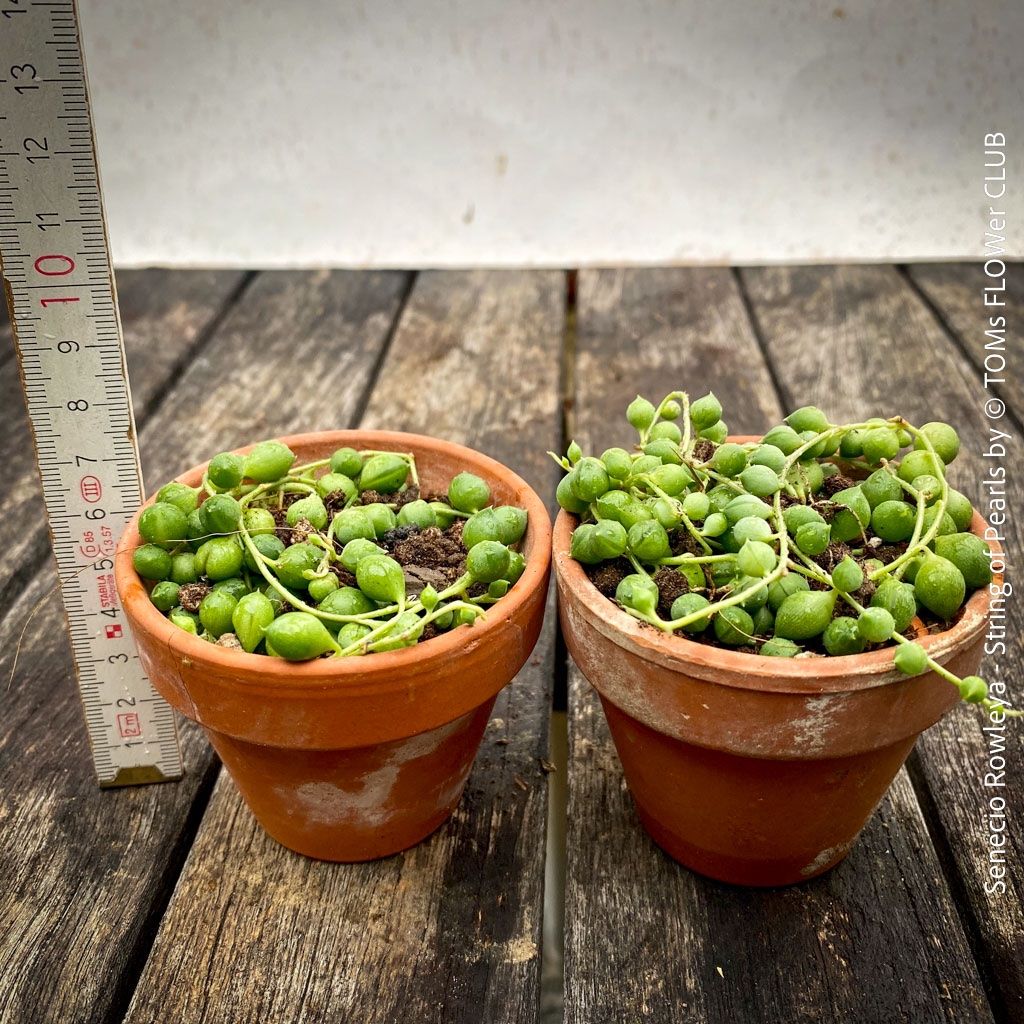 Piante & sementi: Senecio Rowleyanus - Perlenkette für Dich... – Nuovo e nell'imballaggio originale da Adliswil venduto da astom369 5