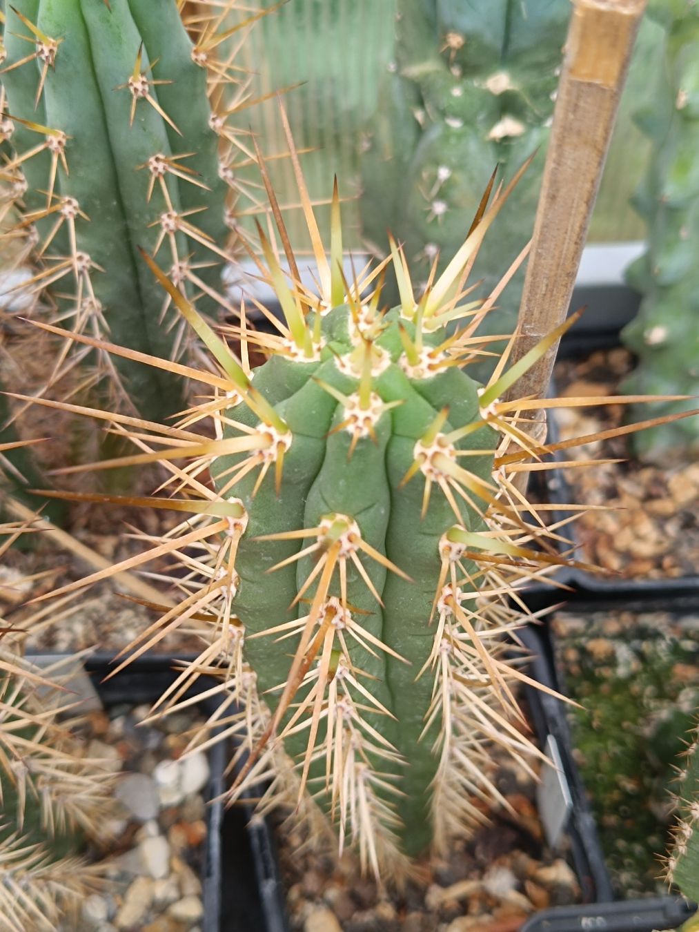 Plantes & graines: Trichocereus Macrogonus x Chiloensis SAN PEDRO – Neuf (Voir description) à Pâquier-Montbarry par chr_7dmj 1