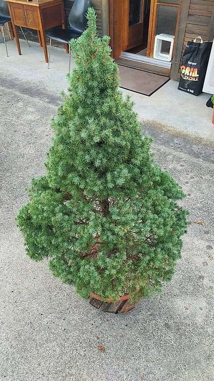 Plantes & graines: Zuckehutfichte / Picea glauca 'Conica' – D'occasion à Giswil par fre_c6dp 2