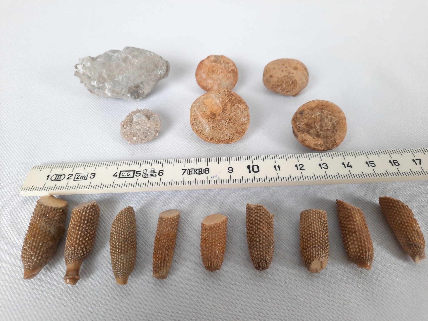 Fossiles: Fossile Seeigel – D'occasion à Beinwil am See par Restwert_Beinwil 4