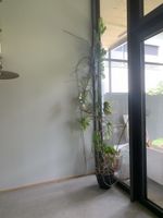 Zimmerpflanze Monstera Deliciosa 3,5m