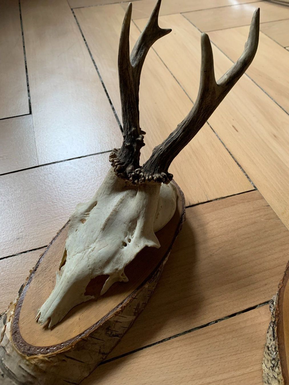 Monde des animaux: 2x Rehgeweih – D'occasion à Zürich par Diazaio 1