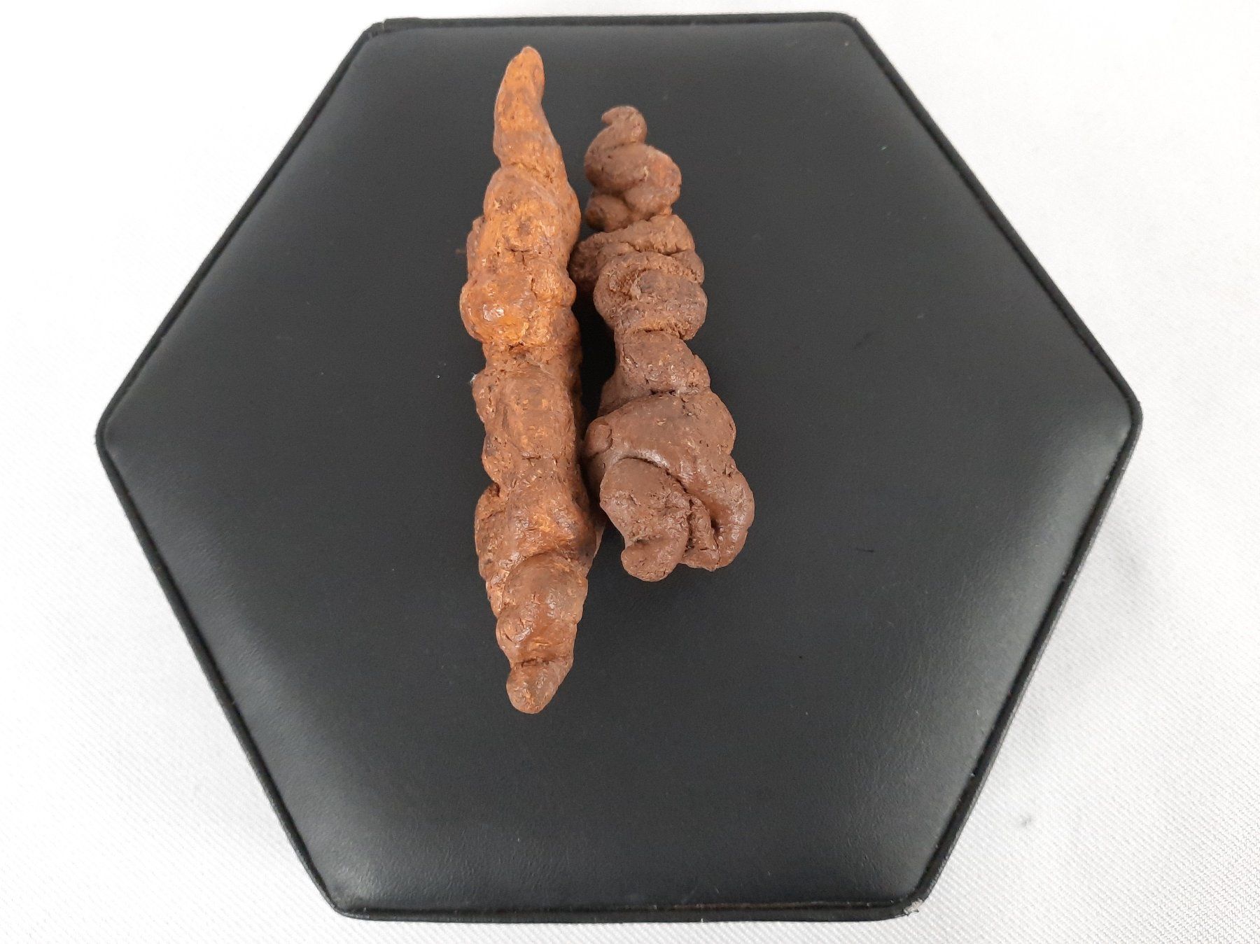 Fossilien: 2 Koprolith (Kotstein) – Gebraucht aus Beinwil am See von Restwert_Beinwil 2