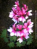 Pelargonium ‘Rushmoor Rowan’ - aus der UK-Selektion