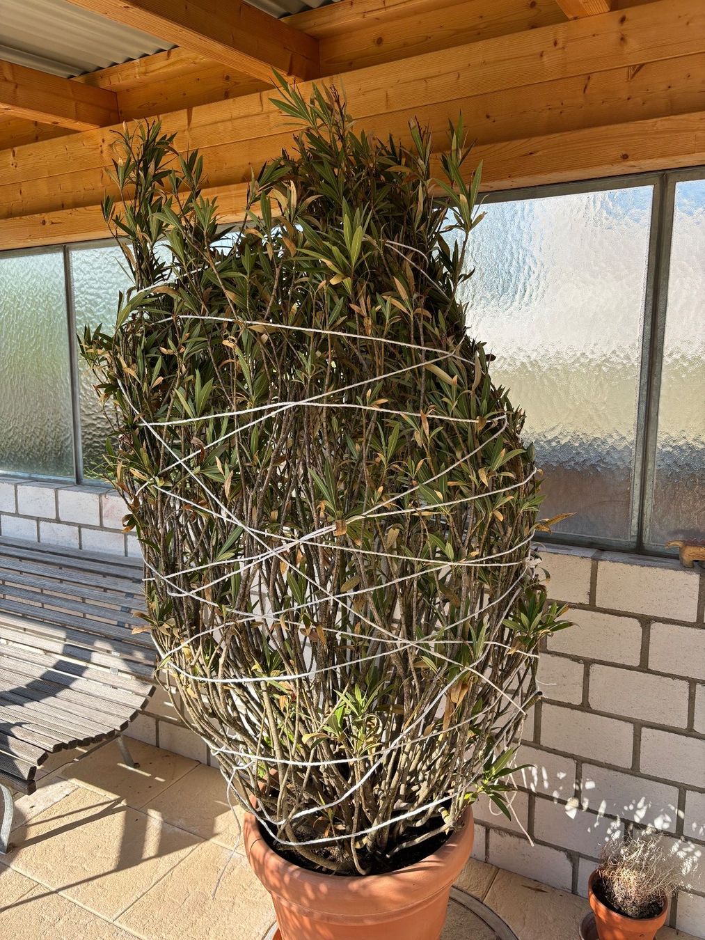 Piante & sementi: Oleander gross, 200cm mit Topf, rosa Blüten – Usato da Steffisburg venduto da Weihnacht4 1