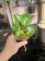 Philodendron White Princess