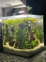 60l cube Aquarium mit Besatzung zu verkaufen