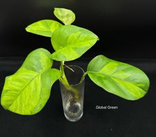 Epipremnum aureum 'Global Green'