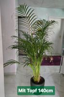 Goldfruchtpalme Zimmerpalme