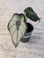 Alocasia Ninja White Mutation Variegata