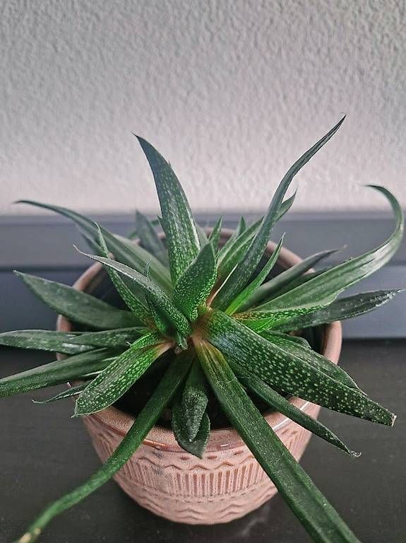 Piante & sementi: Succulent with the pot – Usato da Dübendorf venduto da Olenaaa 1