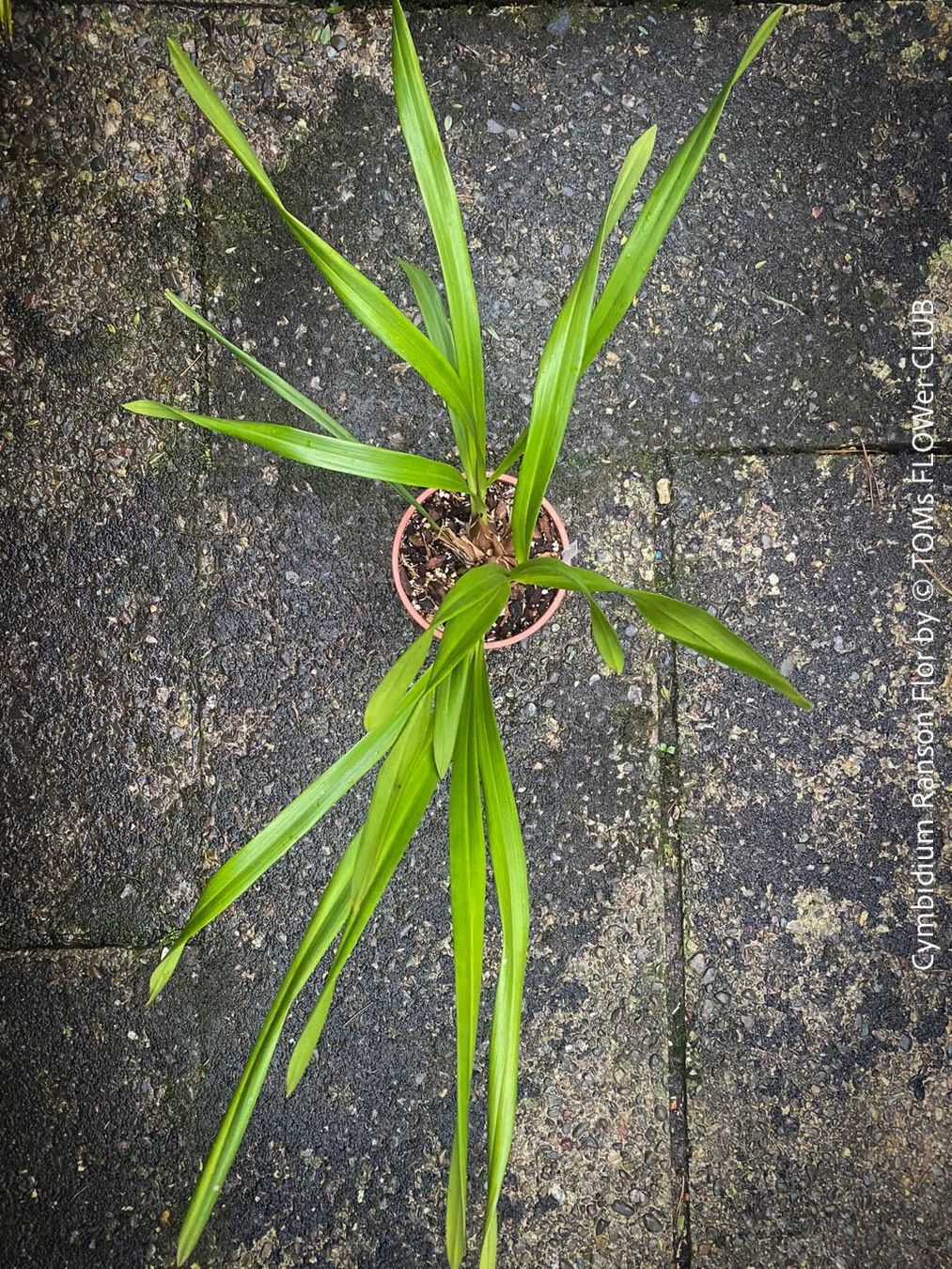 Piante & sementi: Cymbidium Ranson Flor mit zauberhaften Blüten – Nuovo e nell'imballaggio originale da Adliswil venduto da MarkyForest 3