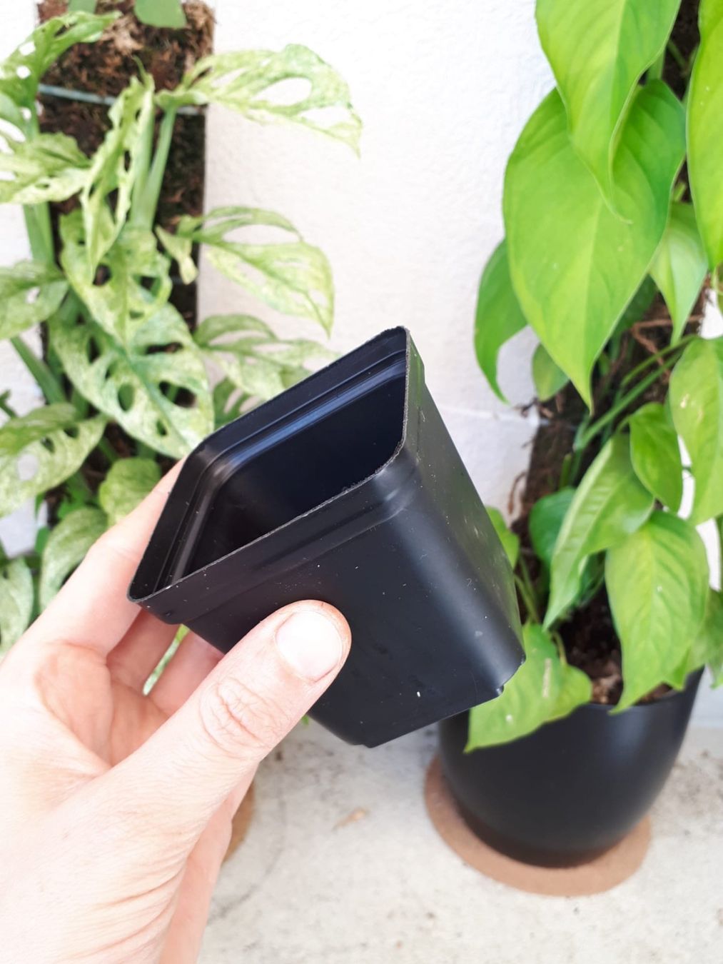 Vasi per fiori: 5 Stk Anzuchttöpfe, eckig, 7cm – Nuovo (secondo la descrizione) da Brittnau venduto da Freaks-of-Nature 1