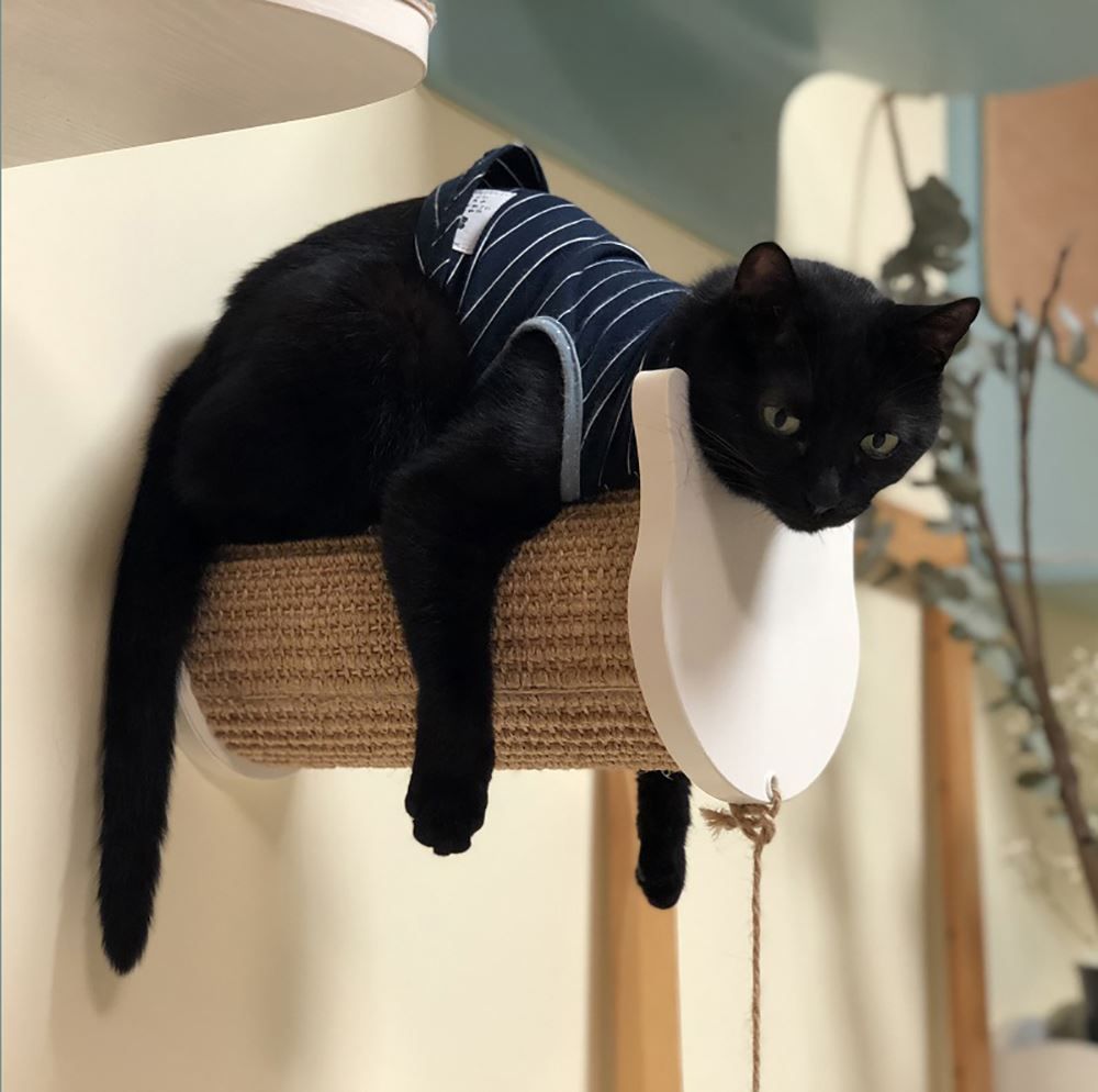 Liege- & Schlafplätze: CatS Design Kletterwand große Katzen ... – Neu und originalverpackt aus Mönchengladbach von Zoopplier 5