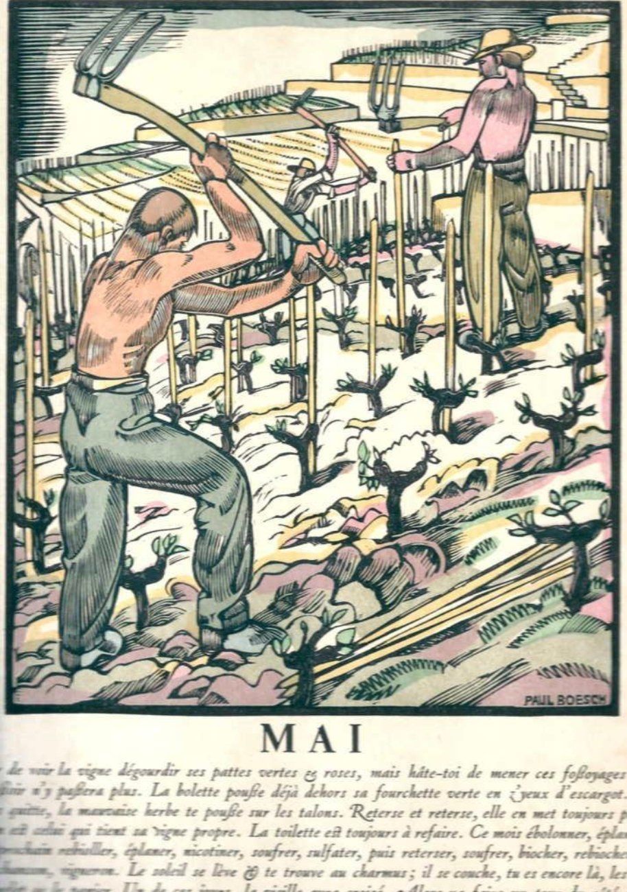 Libri: La grande année vigneronne – Nuovo (secondo la descrizione) da Vevey venduto da yve_7dpw
