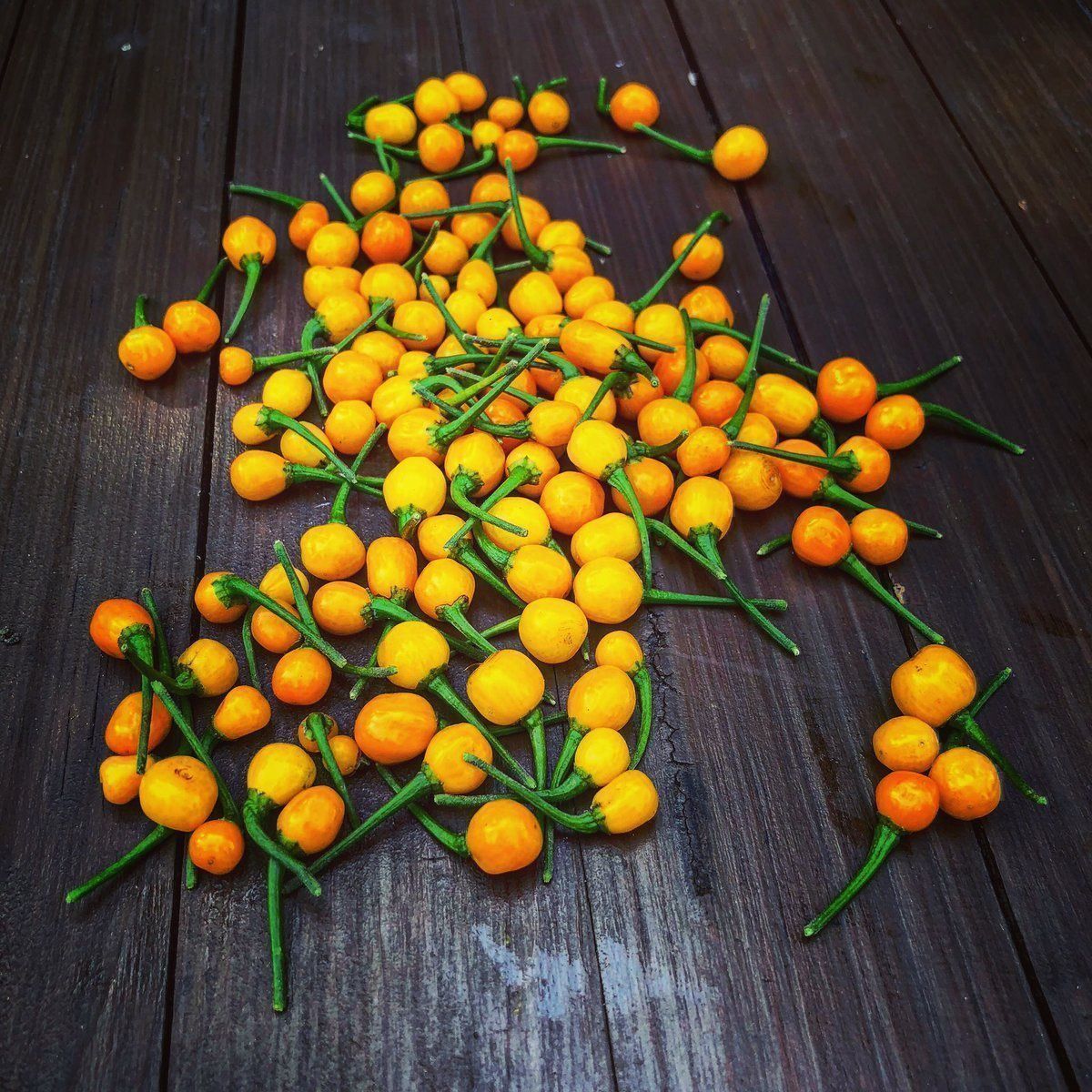 Pflanzen & Samen: 30 Samen AJI CHARAPITA Chili – Neu (gemäss Beschreibung) aus Ehrendingen von VerveinaSamen 2