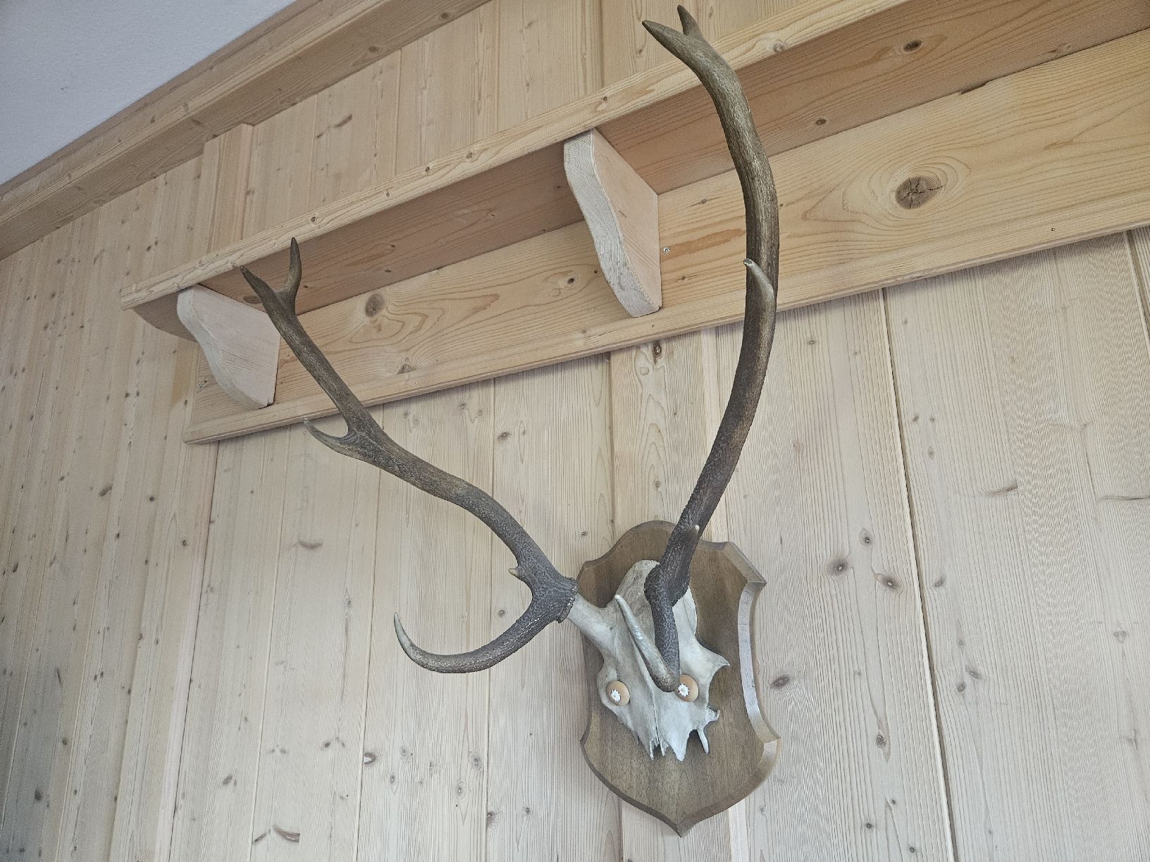 Altre raccolte & rarità: Hirschgeweih Trophäe auf Holzschild – Usato da Zürich venduto da Pazzenreich 2