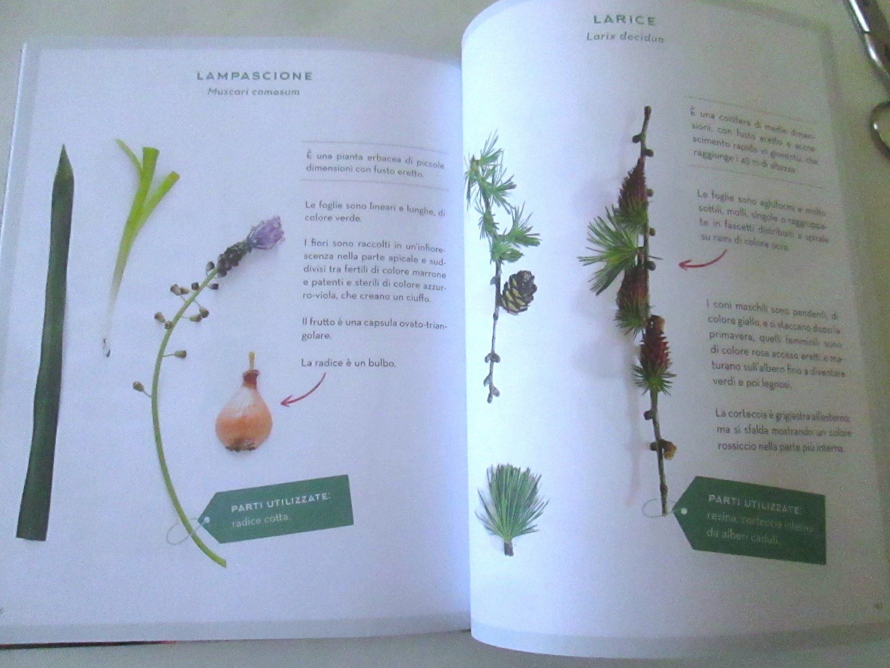 Livres: Cucinare il giardino – D'occasion à Sementina par babucia 4