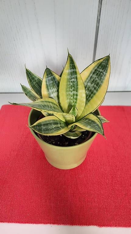 Plantes & graines: Zimmerplanze Schwiegermutterzunge – D'occasion à Giswil par aethra