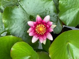Seerose