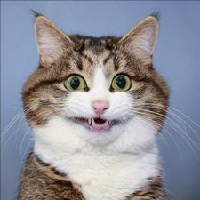 Profile image of die_Katze