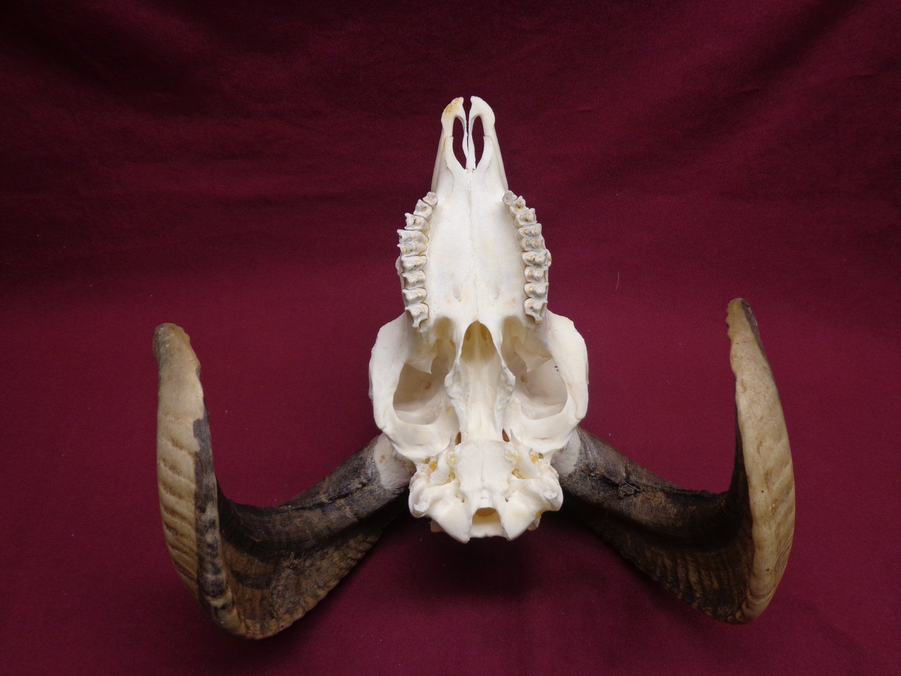 Il mondo degli animali: Widder, Geweihe, Trophäe, Horn, Dekoration, Jagd Abwurfst. – Usato da Andeer venduto da Baerenburger 4