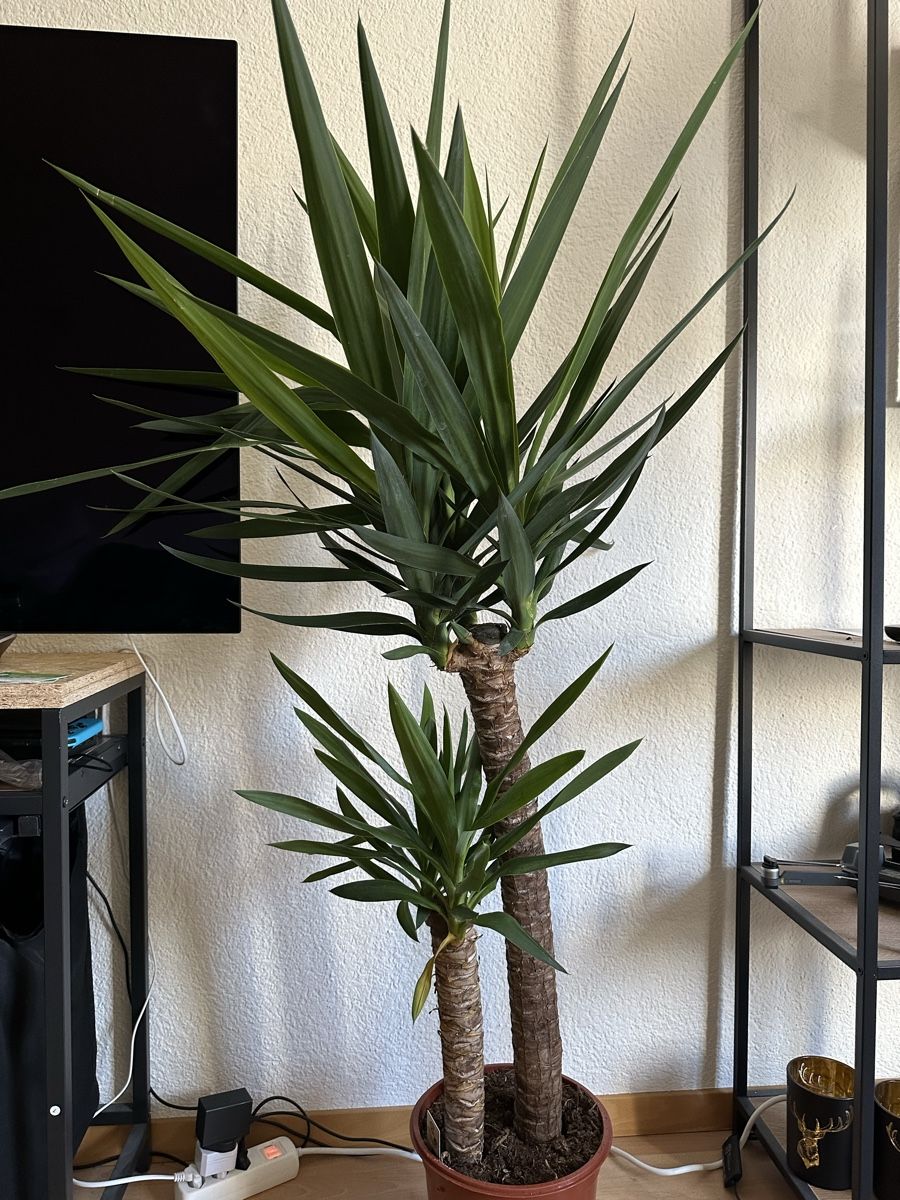 Piante & sementi: Zimmerpflanze Yucca – Usato da Bern venduto da LOGAN7 1